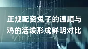 正规配资兔子的温顺与鸡的活泼形成鲜明对比